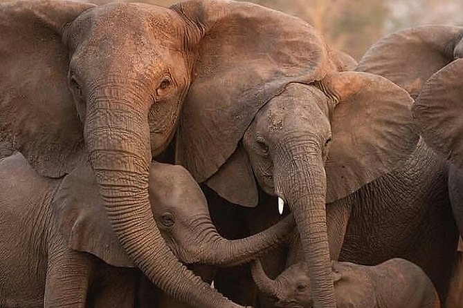 3 Days Private Lodge Serengeti Migration Safari
