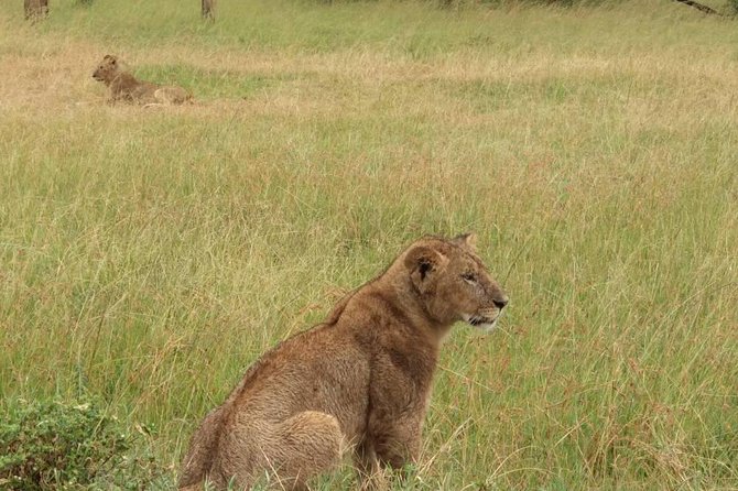 3 Days PRIVATE LUXURY SAFARI to Masai Mara From Nairobi - Tour Highlights
