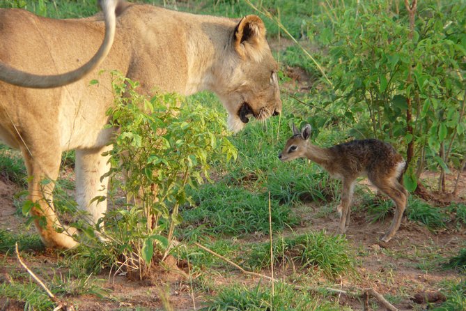 3 Days Private Safari Tour at Queen Elizabeth National Park in Uganda