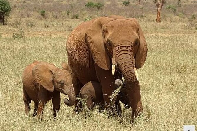 3 Days Private Safari Tour in Tsavo East and West From Watamu - Booking and Pricing Information