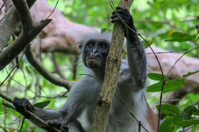 3 Days Ruaha National Park Fly From Zanzibar - Transportation Details