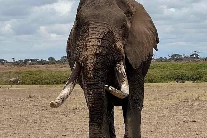 3 Days Safari Amboseli National Park From Nairobi