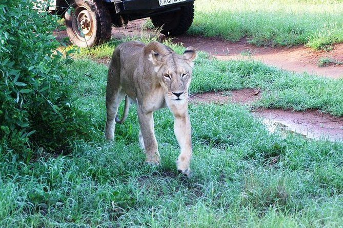 3 Days Safari to Amboseli National Park Starting From Nairobi - Pickup and Departure Details