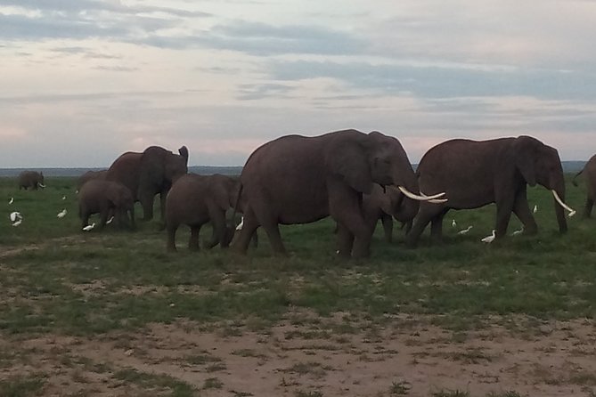 3 Days Safari to Tsavo West NP and Amboseli NP – Midrange.