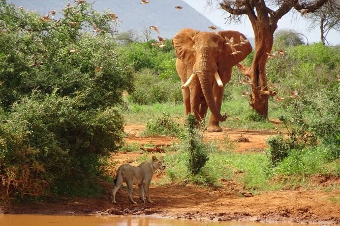 3 Days Safari Tour to Tsavos Most Photographed Lodge - Itinerary Details