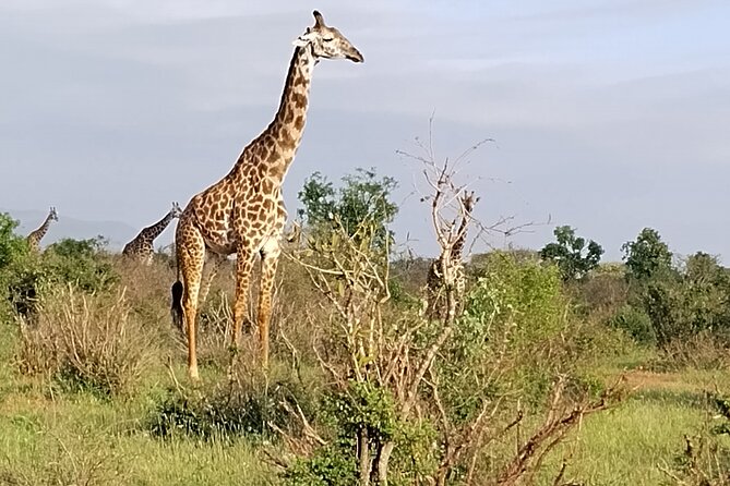 3 Days Safari Tsavo West and Tsavo East - Safari Itinerary Overview