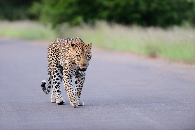 3 Days-Serengeti National Park Iconic Safari