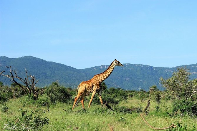 3 Days Tsavo East & Ngutuni Safari ( Minimum 2 Persons) - Tour Overview