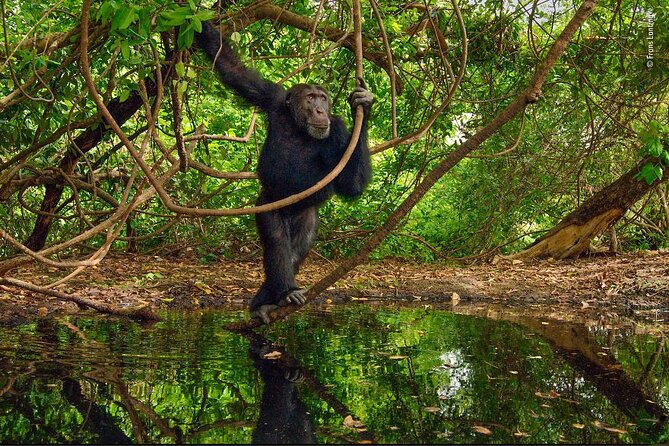 3 Days Uganda Gorilla Tour-Bwindi Impenetrable Forest - Tour Highlights