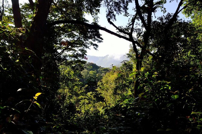 3 Days Uganda Gorilla Trekking Safari in Bwindi National Park - Gorilla Trekking Experience
