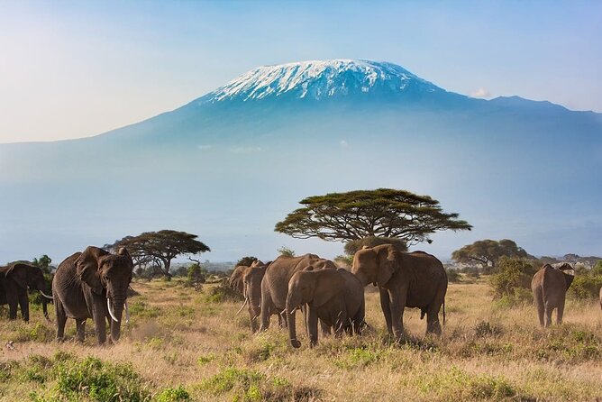 3 Days Wildlife Safari From Mombasa - Included Services