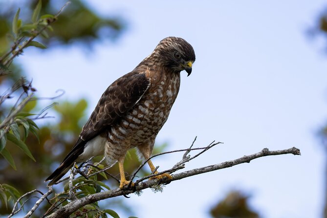 3 Hours Bird Watching Guided Experience in Bajo Cebadilla