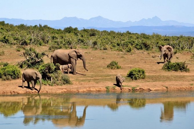 3 Hours Chobe Safari Game Drive - What to Bring
