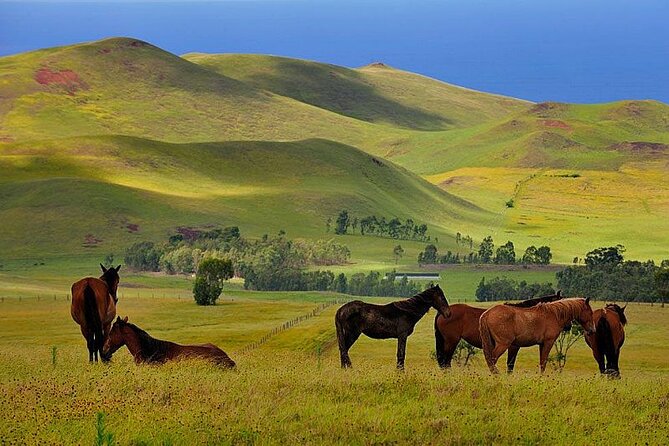3 Hours Terevaka Horseback Private Guided Riding Tour