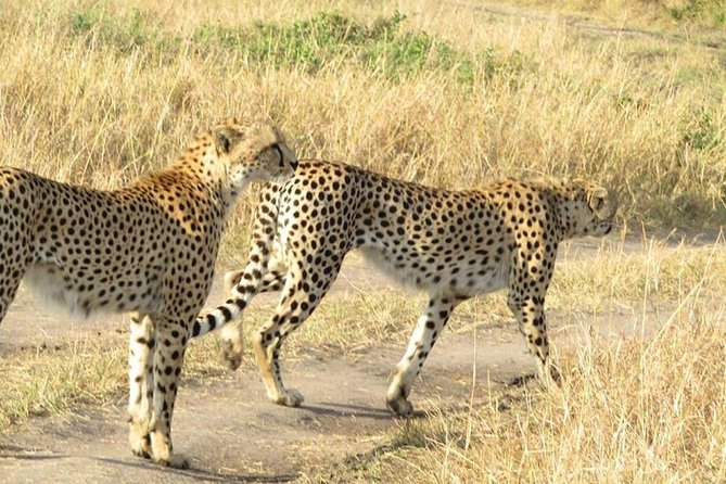 3-Night Safari From Nairobi: Lake Nakuru and Masai Mara - Wildlife Viewing Opportunities