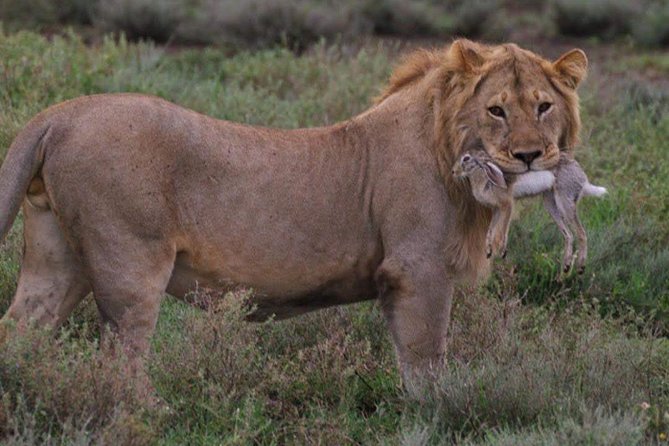 3days 2NIGHT Safari to Selous Game Reserve