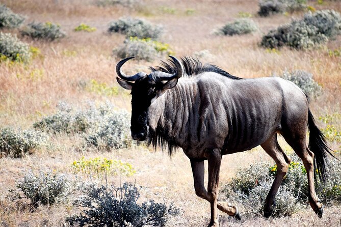 4 Day Etosha and Swakopmund Lodging