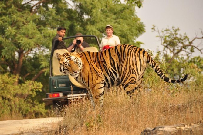4 Day Golden Triangle With Ranthambore Tiger Safari From Delhi - Overview of the Itinerary