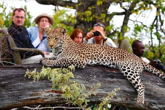 4 Day Kruger National Park Safari From Johannesburg & Pretoria - Safari Highlights
