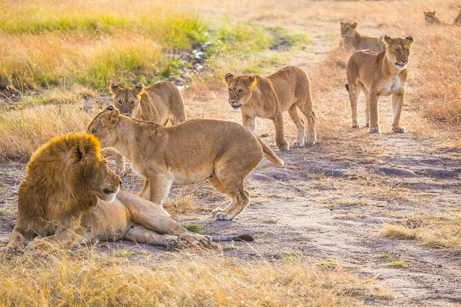 4 Day Private Tour in Tanzania Deluxe Safari - Tour Itinerary
