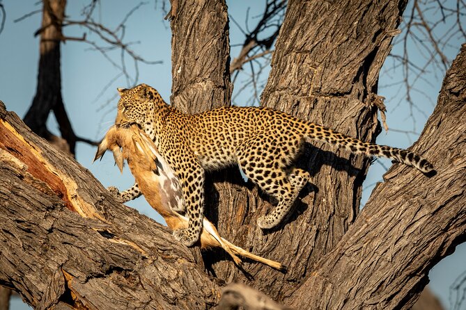 4-Day Serengeti, Ngorongoro & Tarangire Private Camping Tour - Camping Experience