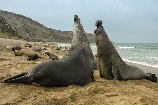 4-Day Tour to Puerto Madryn by Air From Buenos Aires