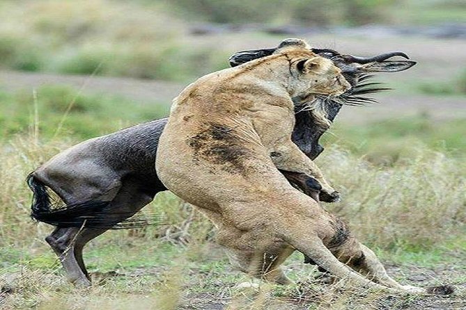 4 Days 3 Nights Serengeti & Ngorongoro Crater