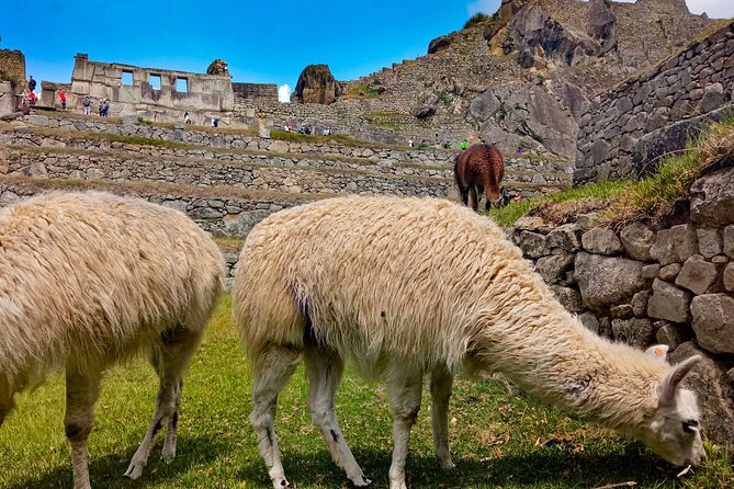 4 Days and 3 Nights Lares Trail to Machu Picchu Plus Salt Mine