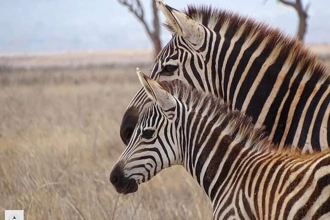 4 Days Best of Kenya Safaris From Watamu