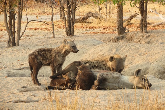 4 Days Camping Safari in Central Kalahari Game Reserve & Nxai Pan - Safari Duration and Location
