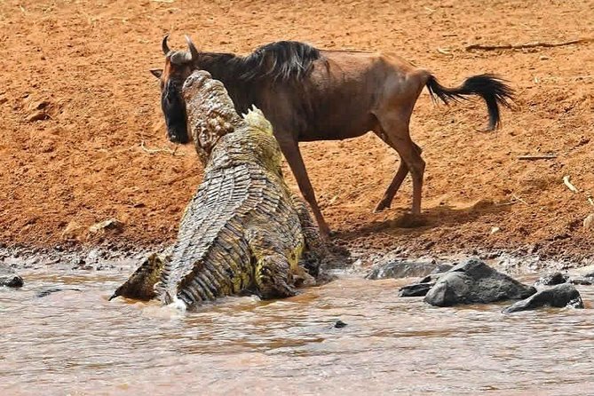 4 Days Great Wildebeest Migration Safari Maasai Mara 2020