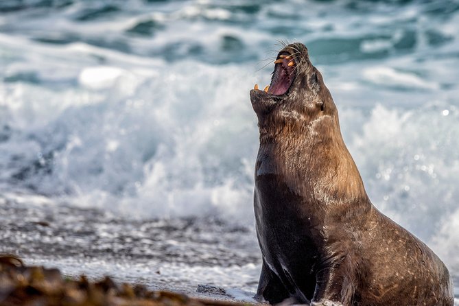 4 Days in Peninsula Valdes – Whales, Penguins & Sea Lions Watching