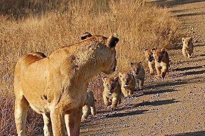 4 Days Join Group Tarangire Serengeti and Ngorongoro