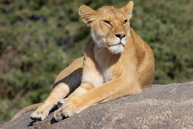 4 Days Joining Safari Tour Tanzania - Accommodation and Meals