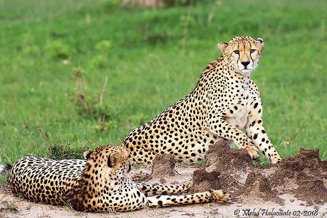 4 Days Lake Manyara/Serengeti/ngorongoro Budget Safari