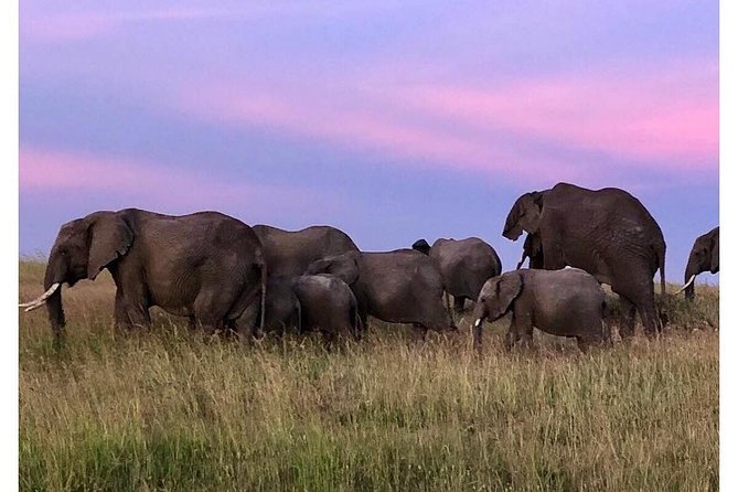 4 Days Masai Mara/Lake Nakuru Budget Safari - Safari Itinerary