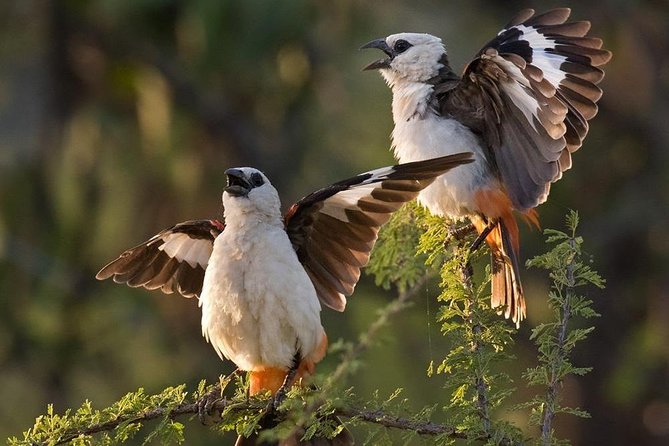 4 Days Mid-range Safari in Serengeti, Ngorongoro and Tarangire