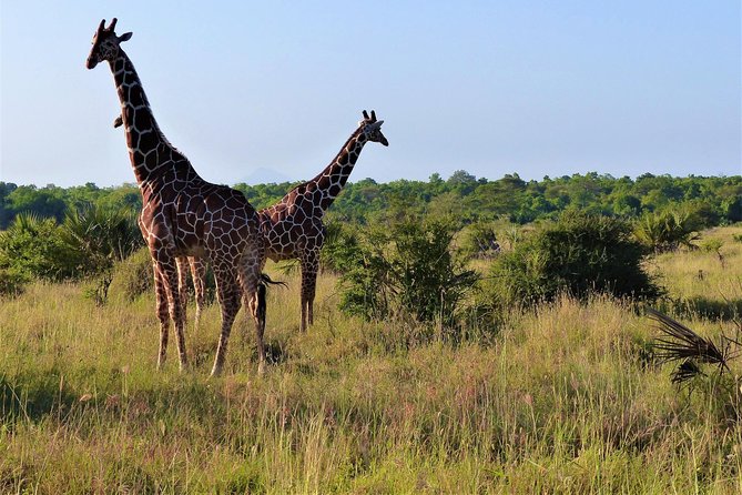 4 Days Mikumi National Park & Udzungwa From Dar Es Salaam / Zanzibar - Itinerary