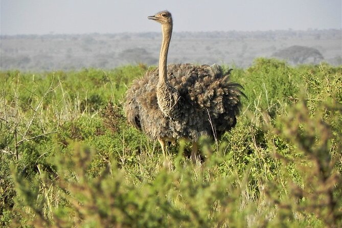 4 Days Private Tour in Lake Nakuru and Maasai Mara Safari