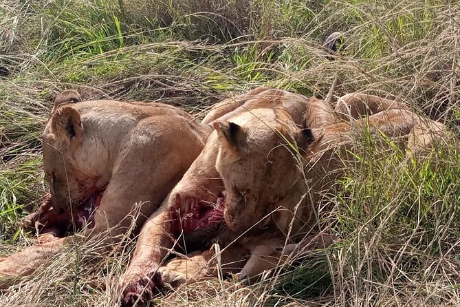 4 Days Safari Tour Masaai Mara And Lake Nakuru.