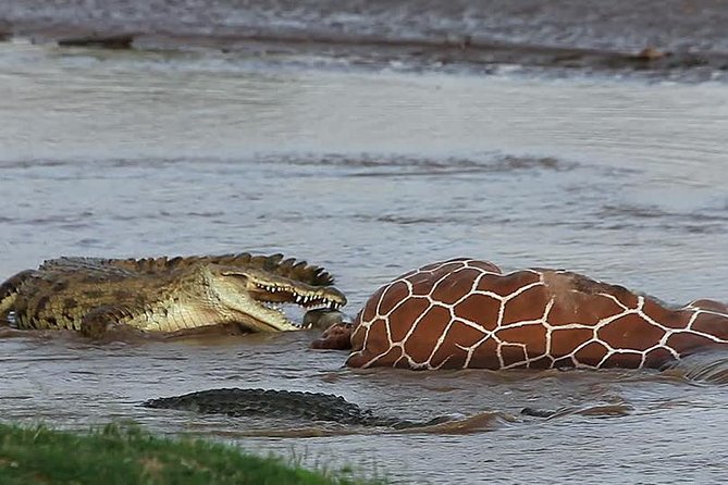 4 Days Samburu , L. Nakuru & L. Bogoria Safari Package (Minimum 2 Pax)