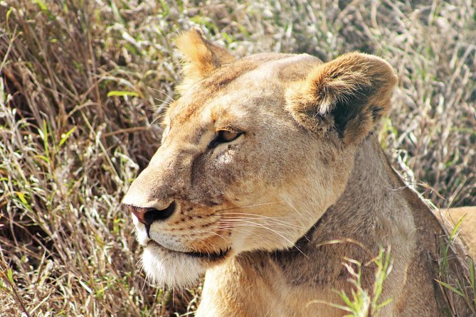 4 Days Tanzania Lodge Safaris