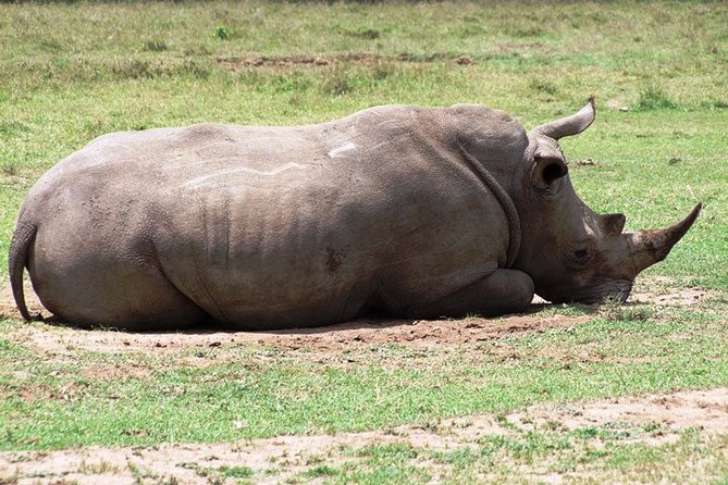 4-Days Tsavo East Tsavo West Amboseli Parks Safari From Nairobi