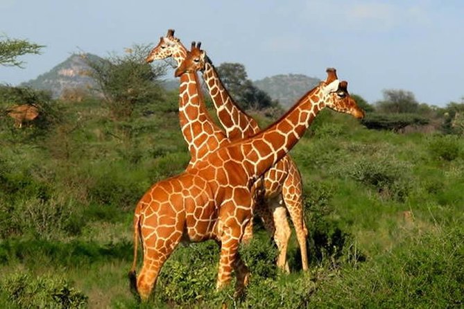 4 Days Wildlife Lodge Safari Tour in Kenya