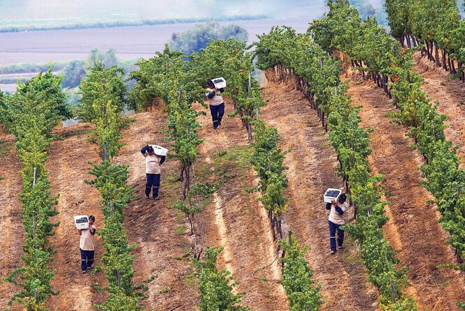 4 Hour Santa Rita Winery All Inclusive Tour for Wine Lover