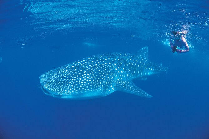 4 Hours Search & Swim With Sharks Adrenaline Swim