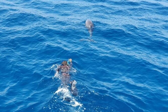 4 Hours Snorkeling With Dolphins by Private Speed Boat - Hurghada
