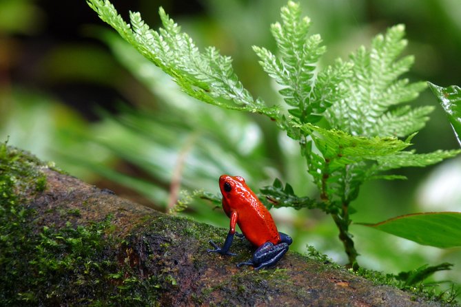 4 in 1 Rain Forest, Sloth Sanctuary, Blue River and Volcanoes Private Tour - Tour Highlights