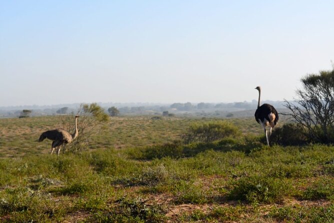 4*4 Jeep Safari & Souss Massa National Park Including Lunch - Pickup Details