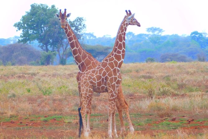 4x4 Land Cruiser Private 3 Day Safari Tour in Meru National Park - Meeting and Pickup